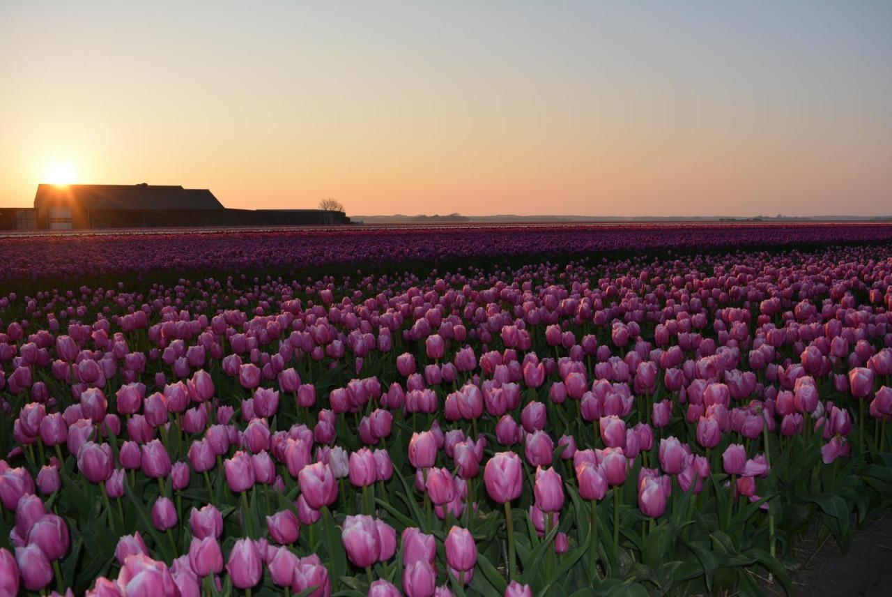 Camping De Tulpenweide Lege Kampeerplaats, Lege Plaats Op Het Gras Zonder Bed Breezand Esterno foto